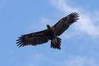 Wedge-tailed eagles